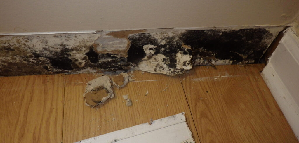 Mold Removal & Remediation (2)