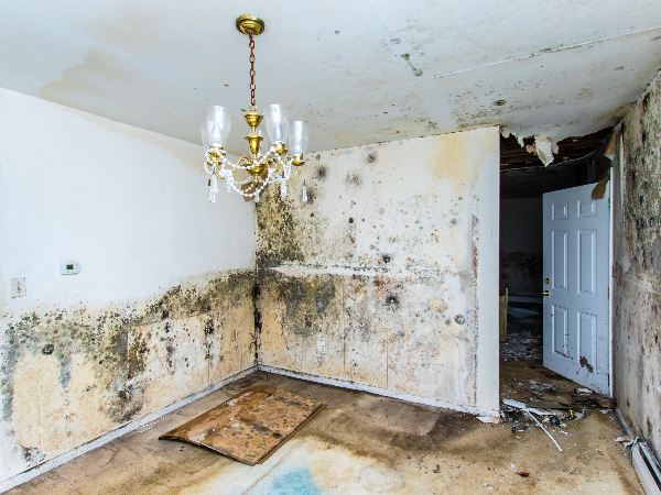 Mold Removal Services (4)