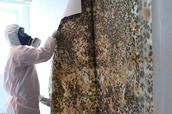 Mold Removal